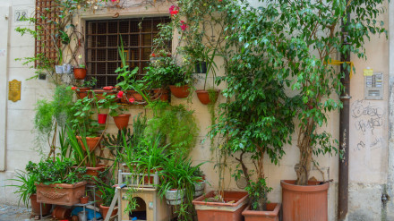 Plantas en casa