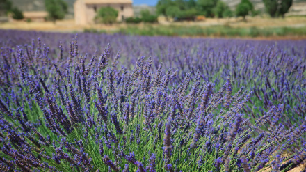Campo de Lavanda en Moratalla