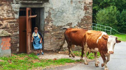 Mujer campesina gallega pastando su ganado en un pequeño pueblo a lo largo del Camino de Santiago