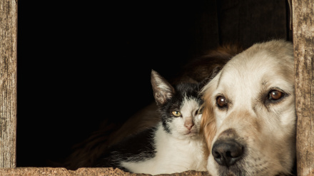 Los refugios de animales buscan ayuda tras las lluvias torrenciales