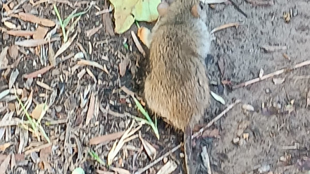 Vecinos de La Flota denuncian una plaga de ratas en los jardines del barrio