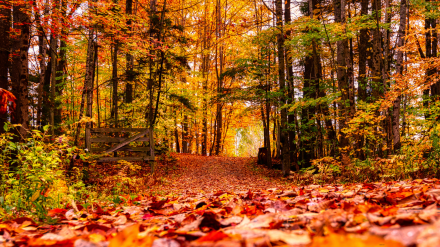 otoño
