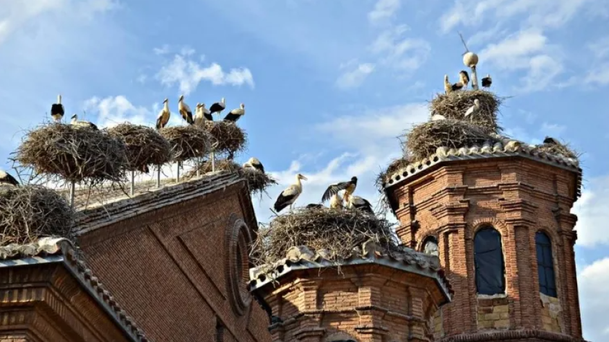 Gran presencia de cigüeñas en el tejado de la Colegiata de San Miguel