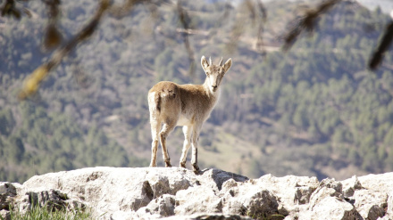 Sierra de Cazorla