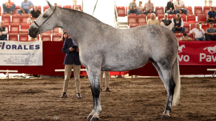 Uno de los ejemplares de caballo que ha participado en los concursos de Fericab