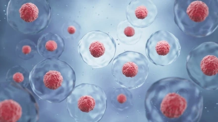 Las células madre tienen el poder de transformarse en cualquier tipo de célula