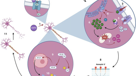 Esquema Explicación sencilla del papel del canal SK3 en la muerte neuronal