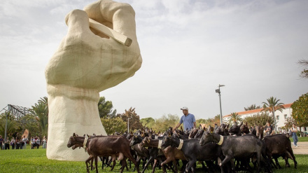 La Universidad de Alicante celebra la Fiesta de la Trashumancia con un rebaño atravesando el campus