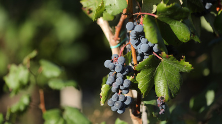 Trasmonte de Salvadur, A Pobra de Brollón. Lugo. Adegas Salvadur, que comercializa los vinos Acivro (Mencía, tinto) y Eivedo (Godello, blanco) realiza la vendimia en su viña de la Ribeira do Eivedo, en los Cañones del Sil, límite natural entre las provincias de Lugo y Ourense. La viña de la Ribeira do Eivedo sufrió a finales de agosto por el incendio declarado en A Pobra de Brollón, y más de 100 cepas fueron sacrificadas por sus propietarios al realizar un cortafuegos que les permitiese salvar la viña de las llamas. En las imágenes, varias personas realizan la vendimia, en la tarde del lunes 15 de septiembre