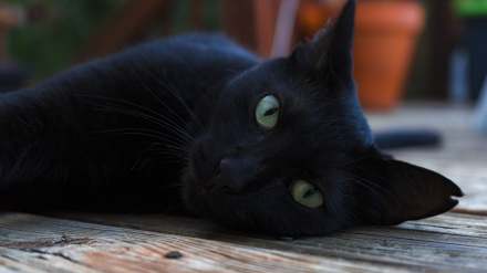 Los gatos negros se convierten cada año en víctimas de Halloween.