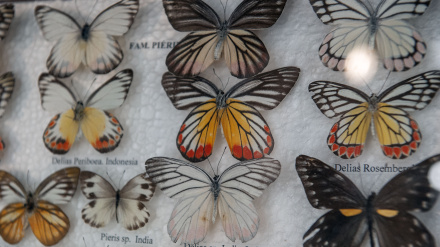 Exposición de mariposas en el Patio de Columnas de la Diputación de Segovia