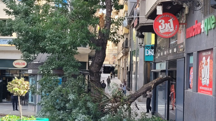 Foto de la rama caída