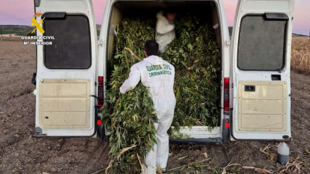 Detenidas cuatro personas e intervenidas tres plantaciones de cannabis en Valoria La Buena (Valladolid)