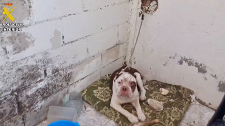 Perro abandonado en Talayuela