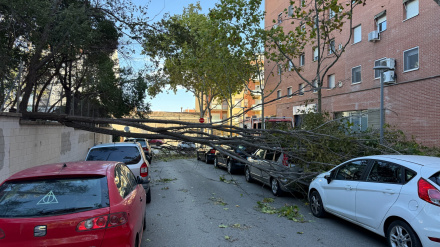Árboles caídos en la calle Vairana de Sabadell