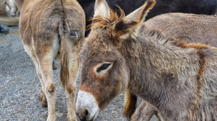 Varios burros como los que se muestran en la Feria del Caballo Cruzado de Lorca