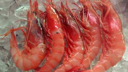 Gamba roja