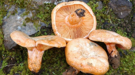 La salida al monte para recolectar setas es la base del programa de las jornadas