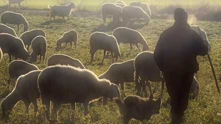 (Foto de ARCHIVO)Unión de Uniones alerta de la caída del 7,5% en la leche de cabra y del 5,5% en la de oveja.REMITIDA / HANDOUT por UNIÓN DE UNIONES DE AGRICULTORES Y GANADEROSFotografía remitida a medios de comunicación exclusivamente para ilustrar la noticia a la que hace referencia la imagen, y citando la procedencia de la imagen en la firma08/7/2025