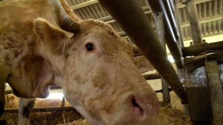 Noelia Núñez, veterinaria experta en Dermatosis nodular, ofrece en COPE recomendaciones a los ganaderos