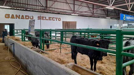 Extremadura suspende todas sus ferias de ganado para blindarse ante la Dermatosis Nodular Contagiosa