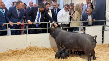 El presidente de la Comunidad acaricia a un ejemplar de cerdo chato murciano en la inauguración de Sepor