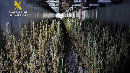 La Guardia Civil desmantela una plantación con más de 2.400 plantas de marihuana en Aspe