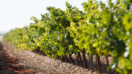 Bodega Oro de Castilla