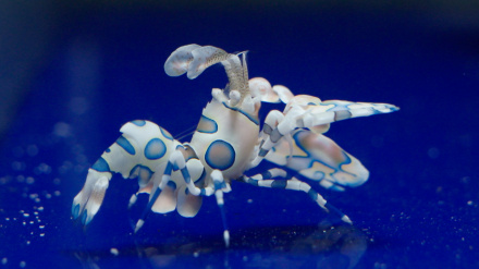El acuario de Loro Parque ha logrado reproducir, por primera vez, la gamba arlequín (Hymenocera picta)