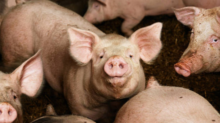 Imagen de una granja de cerdos