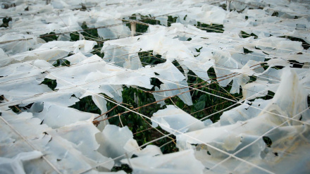 Efectos del temporal en un invernadero en El Ejido.