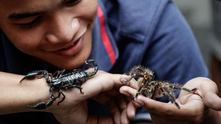 EFE escorpion y tarantula