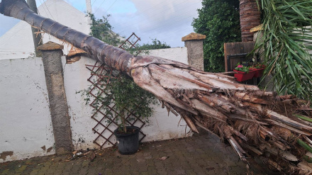 Un árbol caído tras el paso de una manga marina en Rota