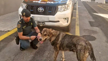 El perro salvó la vida pese al abandono y su deteriorado estado de salud
