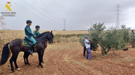 Escuadrón de la Guardia Civil en un olivar