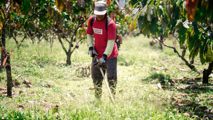 El paraquat está considerado como un herbicida peligroso prohibido en muchos países