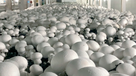 El sector del champiñón en La Rioja tiene un gran protagonismo y busca modernizarse