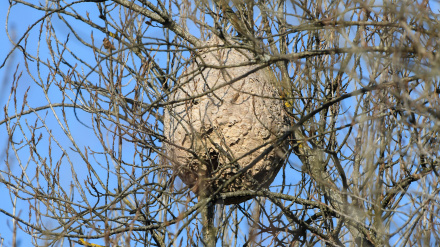 PEY132 Asian wasp nest