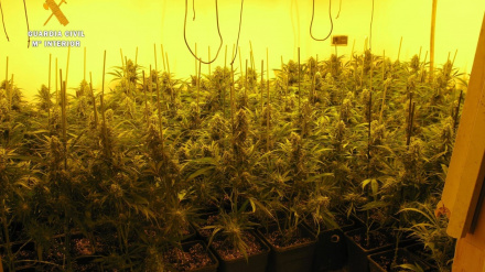 La Guardia Civil detiene a tres personas y desmantela una plantación de marihuana con enganche ilegal a la red eléctrica