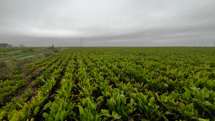 ¿Hay futuro para la remolacha azucarera en La Rioja?