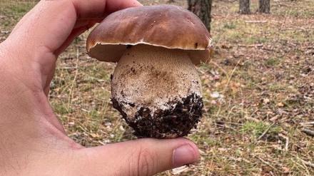 Setas en Guadalajara