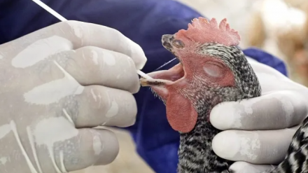 Precaución ante la gripe aviar en Aragón