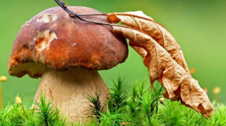 Jornadas Micológicas de Otoño