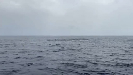 Avistamiento de delfines en la isla de Tabarca