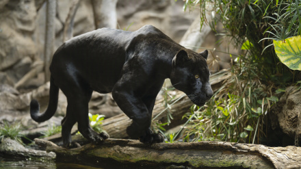 Loro Parque y el Programa Europeo de Especies en Peligro suman esfuerzos por la conservación del jaguar