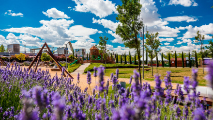 Nuevos arboles con su propio DNI llegan a las calles de Zaragozaº