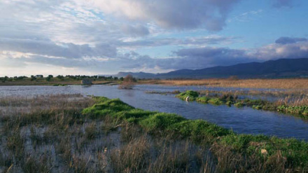 Se detecta un foco de gripe aviar en Las Tablas de Daimiel