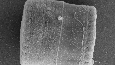 La oscuridad estimula la producción de compuestos naturales en un tipo de microalga marina