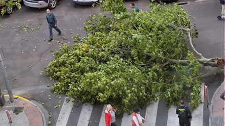 Este árbol se ha caído esta mañana en la Plaza de Santo Domingo, afortunadamente, sin consecuencias