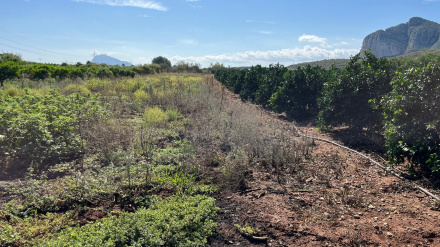 Un huerto del Verger, ejemplo del trabajo de los pequeños agricultores a los que el Ayuntamiento ha querido apoyar con la anulación de las sanciones por falta de limpieza